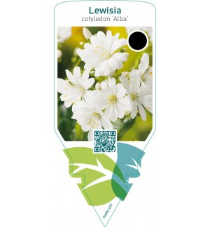 Lewisia cotyledon ‘Alba’