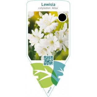 Lewisia cotyledon ‘Alba’