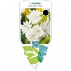 Lewisia cotyledon ‘Alba’