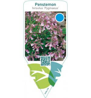 Penstemon hirsutus ‘Pygmaeus’