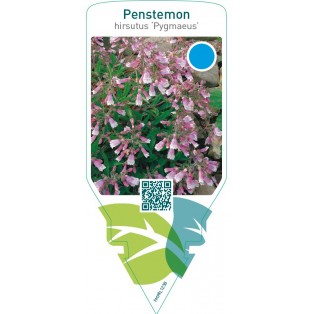 Penstemon hirsutus ‘Pygmaeus’