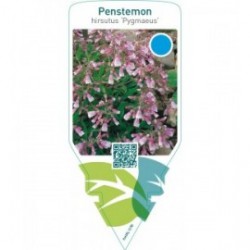 Penstemon hirsutus ‘Pygmaeus’