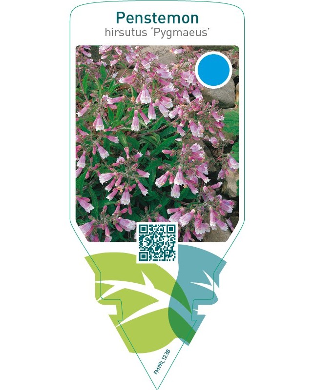 Penstemon hirsutus ‘Pygmaeus’