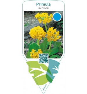 Primula auricula  yellow