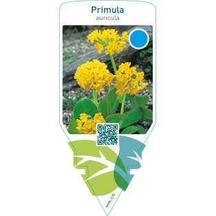 Primula auricula  yellow
