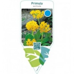 Primula auricula  yellow