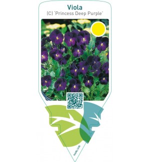 Viola (C) ‘Princess Deep Purple’