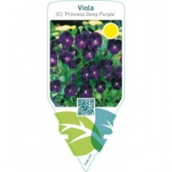 Viola (C) ‘Princess Deep Purple’