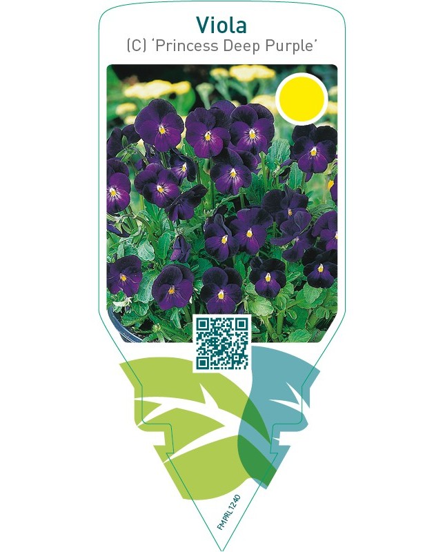 Viola (C) ‘Princess Deep Purple’