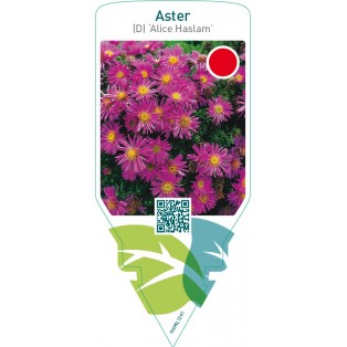 Aster (D) ‘Alice Haslam’
