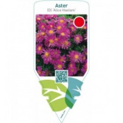 Aster (D) ‘Alice Haslam’