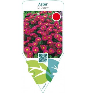 Aster (D) ‘Jenny’