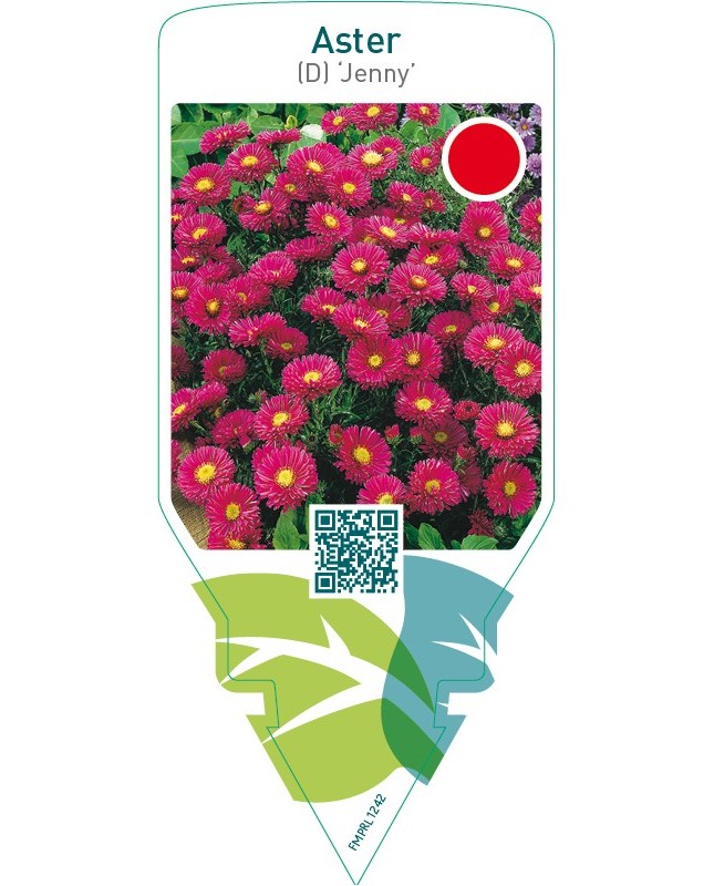 Aster (D) ‘Jenny’