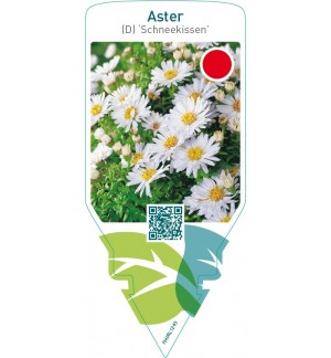 Aster (D) ‘Schneekissen’