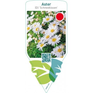 Aster (D) ‘Schneekissen’