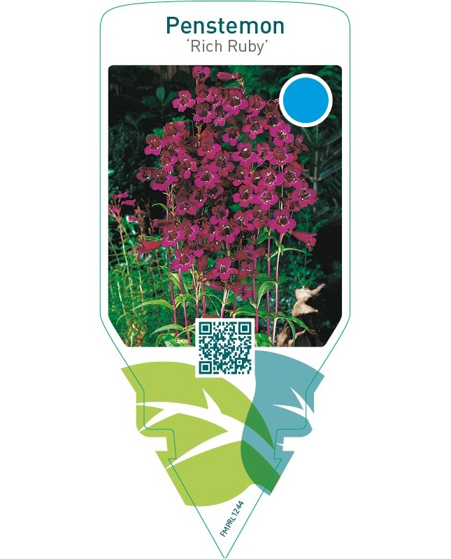 Penstemon ‘Rich Ruby’