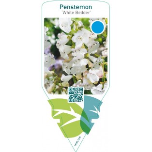Penstemon ‘White Bedder’