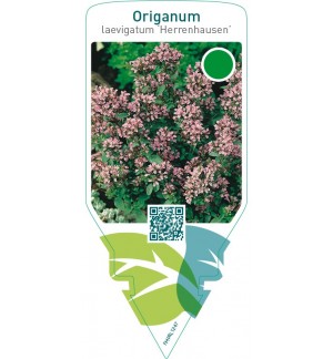 Origanum laevigatum ‘Herrenhausen’