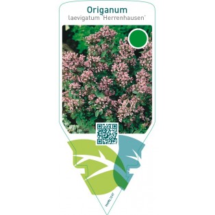 Origanum laevigatum ‘Herrenhausen’