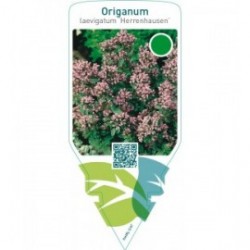 Origanum laevigatum ‘Herrenhausen’
