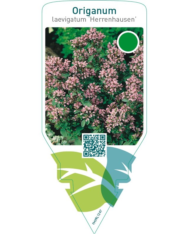 Origanum laevigatum ‘Herrenhausen’