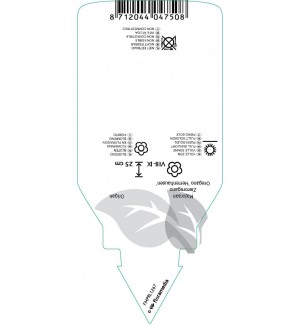 Etichette di Origanum laevigatum ‘Herrenhausen’ *