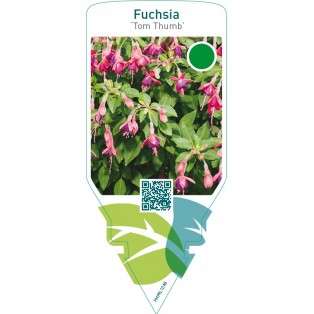Fuchsia ‘Tom Thumb’