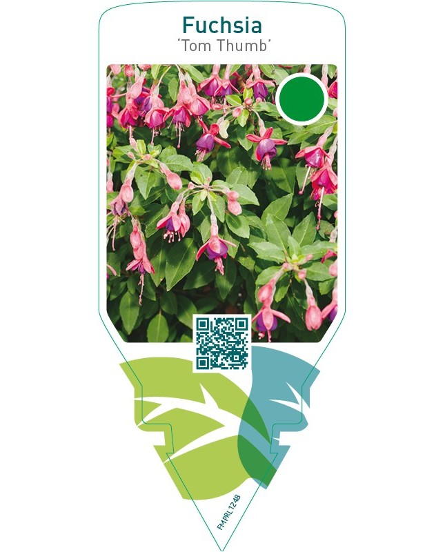 Fuchsia ‘Tom Thumb’
