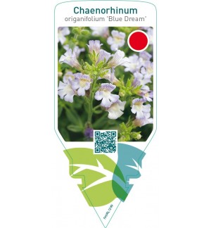 Chaenorhinum origanifolium ‘Blue Dream’