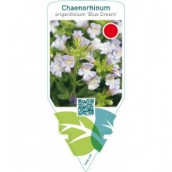 Chaenorhinum origanifolium ‘Blue Dream’