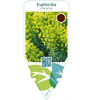 Euphorbia characias