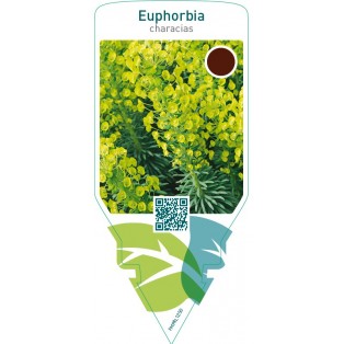 Euphorbia characias
