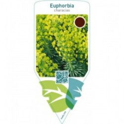 Euphorbia characias