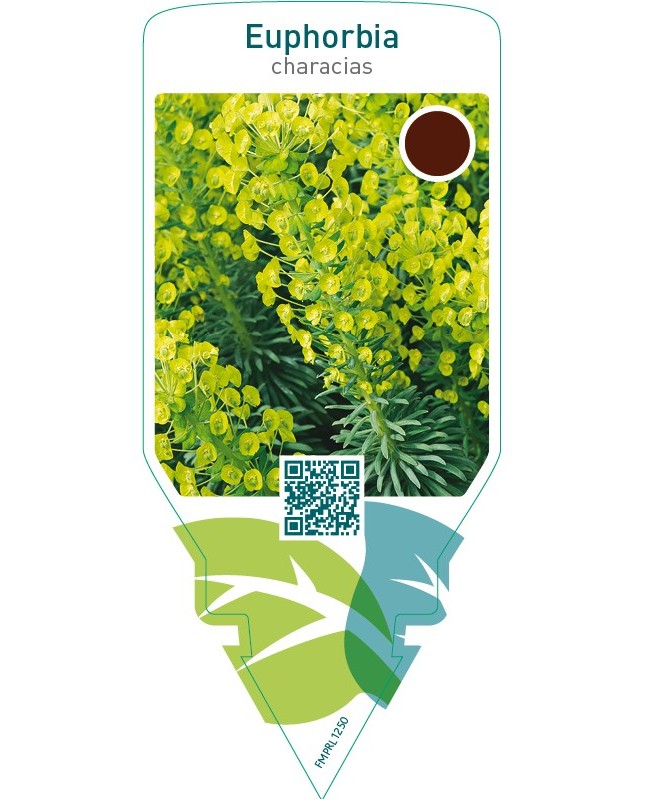Euphorbia characias