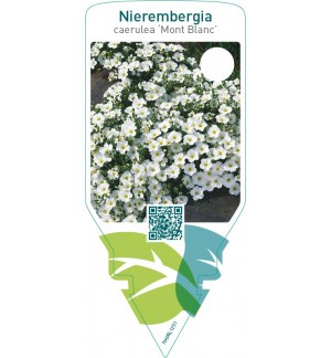 Nierembergia caerulea ‘Mont Blanc’