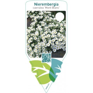Nierembergia caerulea ‘Mont Blanc’
