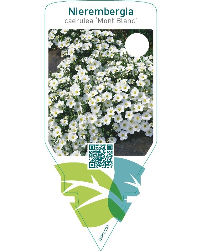 Nierembergia caerulea ‘Mont Blanc’