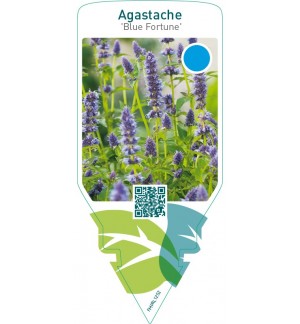 Agastache ‘Blue Fortune’