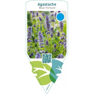 Agastache ‘Blue Fortune’