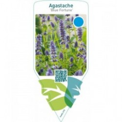 Agastache ‘Blue Fortune’