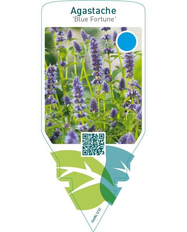Agastache ‘Blue Fortune’
