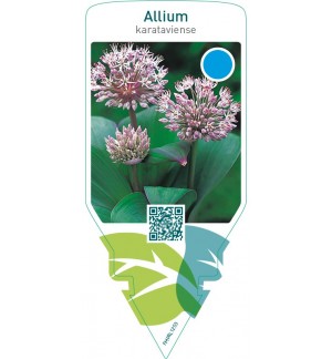 Allium karataviense