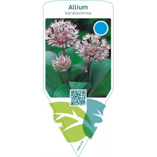 Allium karataviense