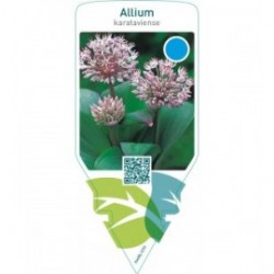 Allium karataviense