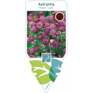 Astrantia major ‘Lars’