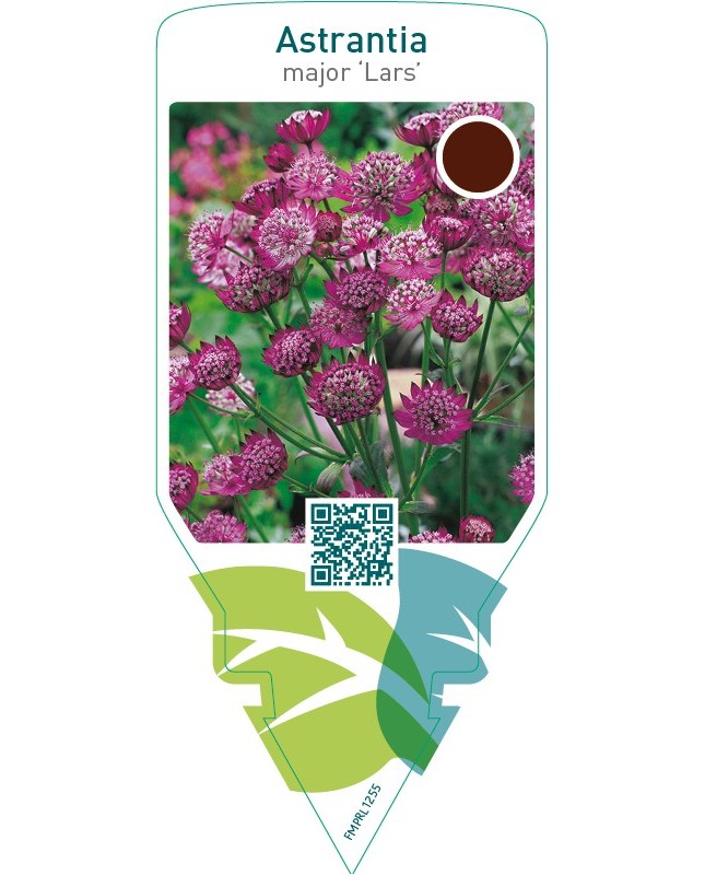 Astrantia major ‘Lars’