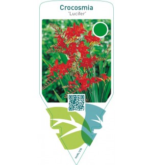 Crocosmia ‘Lucifer’