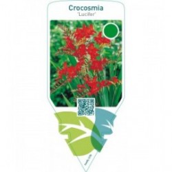 Crocosmia ‘Lucifer’