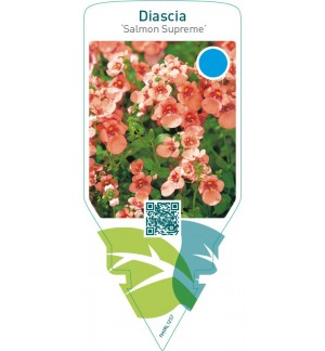 Diascia ‘Salmon Supreme’
