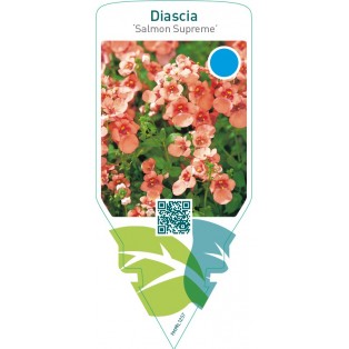 Diascia ‘Salmon Supreme’